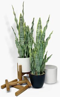 Auelife Artificial Snake Plants 2PCS 26-INCH Fake Bahrain